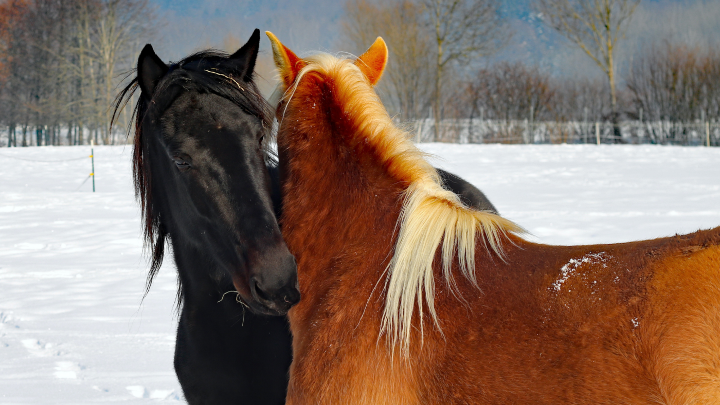 Wintertips voor jou en je paard